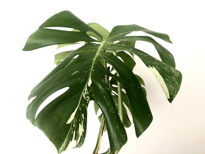 Variegated Monstera In Perth Region Wa Plants Gumtree Australia Free Local Classifieds