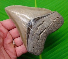MEGALODON SHARK TOOTH Real Fossil 4.80”   Georgia, USA - Collector Grade