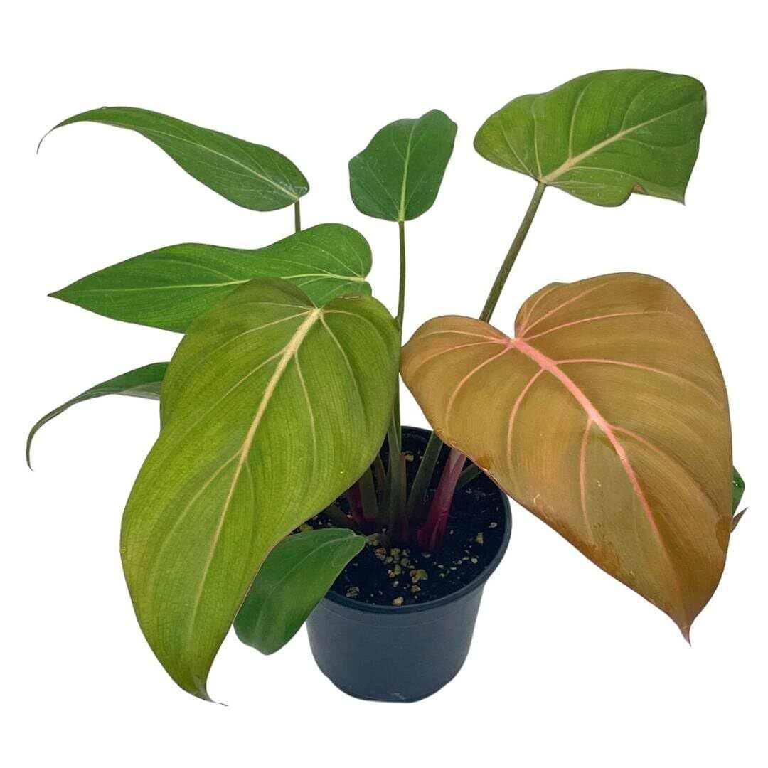 buy native plant seeds Native Ideal Seeds main image 0