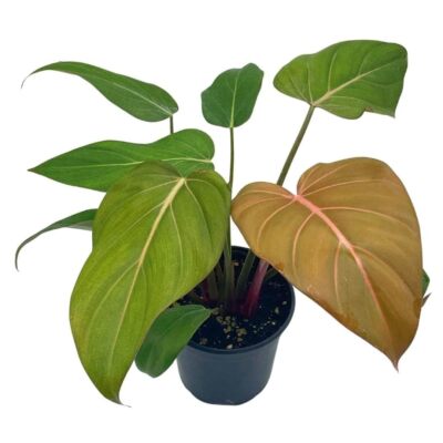 philodendron with fuzzy stem Philodendron - Fuzzy Petiole