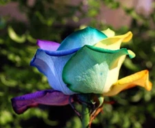 20 SEEDS for Rainbow Color RARE Rose tea flower bud Bush exotic plant USA Seller