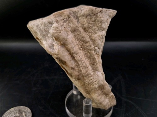 Triceratops Fossil Tooh Giant Permineralized High Uv 