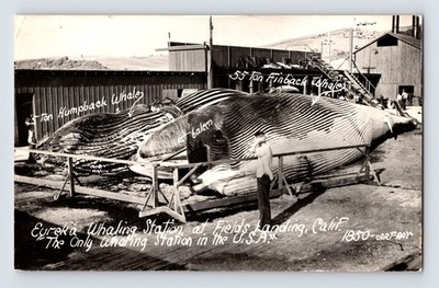 Eureka California Whaling Station Humpback Finback 1950s RPPC Postcard