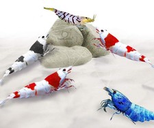 SunGrow Mineral Rocks for Shrimp, Crawfish, Snails, Calcium Helps in Molting