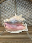 Large Conch Seashell Spiral Pink White Ocean Seashell Beach Nautical Great Color — photo 5
