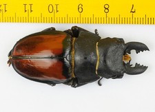 Odontolabis for collectors | large size | Collector's Secret