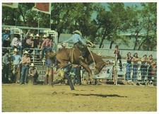 South Dakota The Bronc Rider Exciting Rodeos Throughout Summer Vintage Postcard