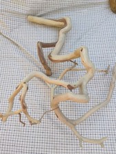 XL Manzanita Driftwood Wall Art Sculpture Unique Home Decor Aquarium Terrarium