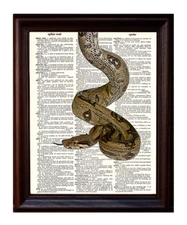 Python - Dictionary Art Print Printed On Authentic Vintage Dictionary Book Page