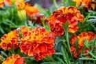 French Marigold Seeds