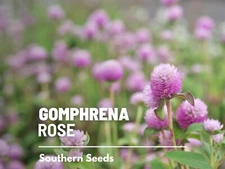 Gomphrena Rose Seeds, Heirloom Globosa Flower, USA Grown