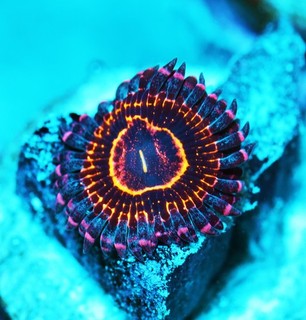 Stratosphere Paly Frag Zoanthids Zoa Paly SPS LPS Corals WYSIWYG