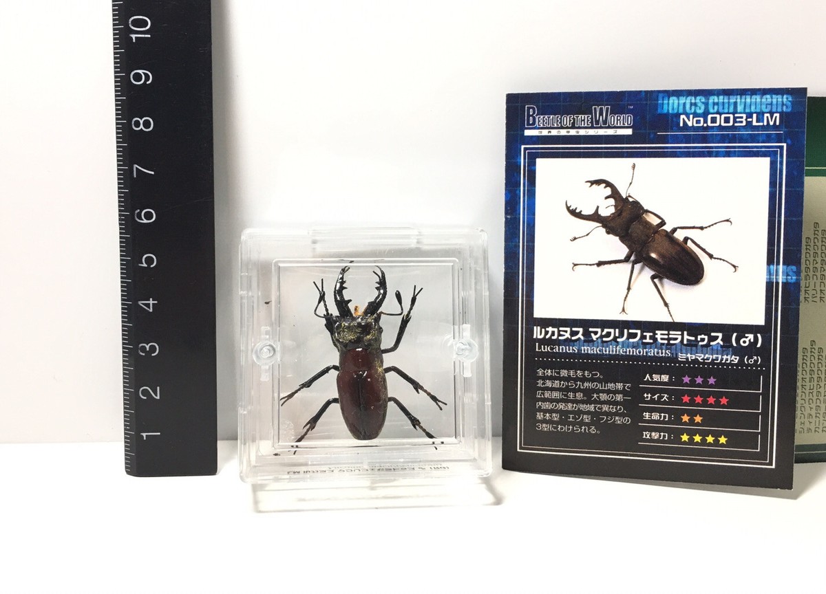 TAKARA Beetle Of The World 1 Miyama Stag Beetle Insect Male Figure