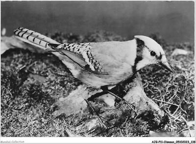 AJGP11-1013 - VÖGEL - BLAUGEAI
