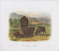 Audubon 1989 Vintage "Bison OR Buffalo #2" Mammal Color Art Lithograph Print