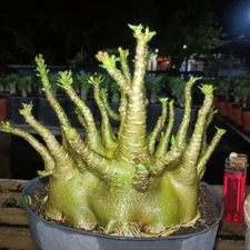 Adenium Arabicum Godji pot 35 with Phytosanitary