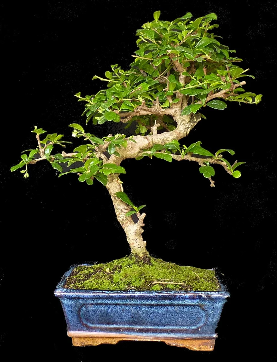 Fukientee Bonsai online kaufen | eBay.de