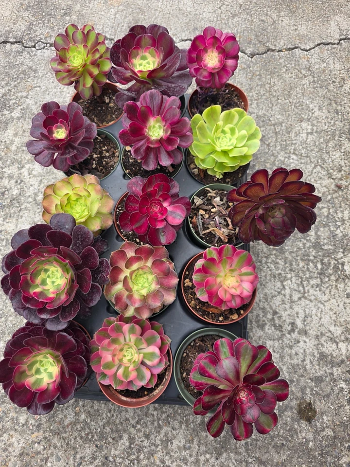1 tray 15 pots 4inch mixed imported aeonium. - Image 2 of 4