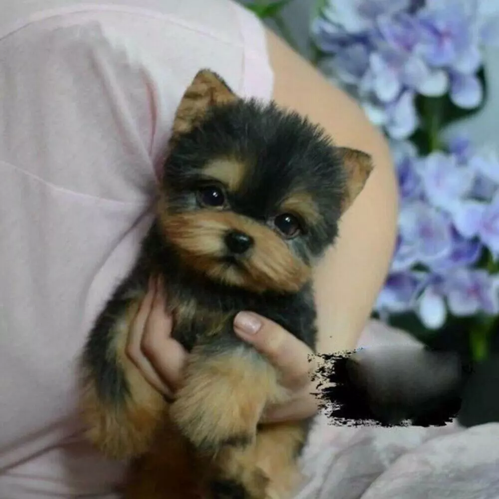 Realistic Yorkshire Terrier Puppy