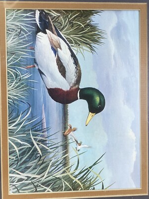 AJ Rudisill Mallard Drake Duck In Marsh Framed Print EUC | eBay