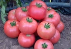 Tomato seёds, 150 tomato Mikado pink seёds SW227 + TRACK №