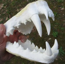 Hombre Lobo Lobo Máscara Fursuit Mandíbulas Dientes Fundido Taxidermia ¡NUEVO RE-ESCULPIDO!