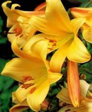 GOLDEN SPLENDOR TRUMPET LILY FLOWER BULBS HARDY ~4-6 FT. TALL~ FRAGRANT BLOOMS!!
