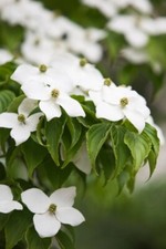 Cornus kousa chinensis Milky Way (Chinese Dogwood) - 10 seeds