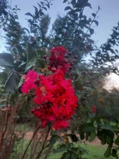 10 Dynamite Red Crepe Myrtle Cuttings. Unrooted Free Shipping