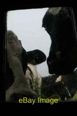 Foto 6x4 Rinder in Wales Dolgarrog "Heathcliff let me in-a-your- c2011