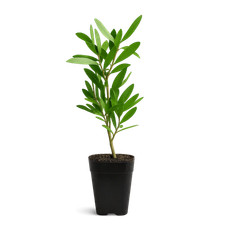 Purple Bottlebrush Callistemon Citrinus, 2 Inch Pot, Flowering Starter Plant