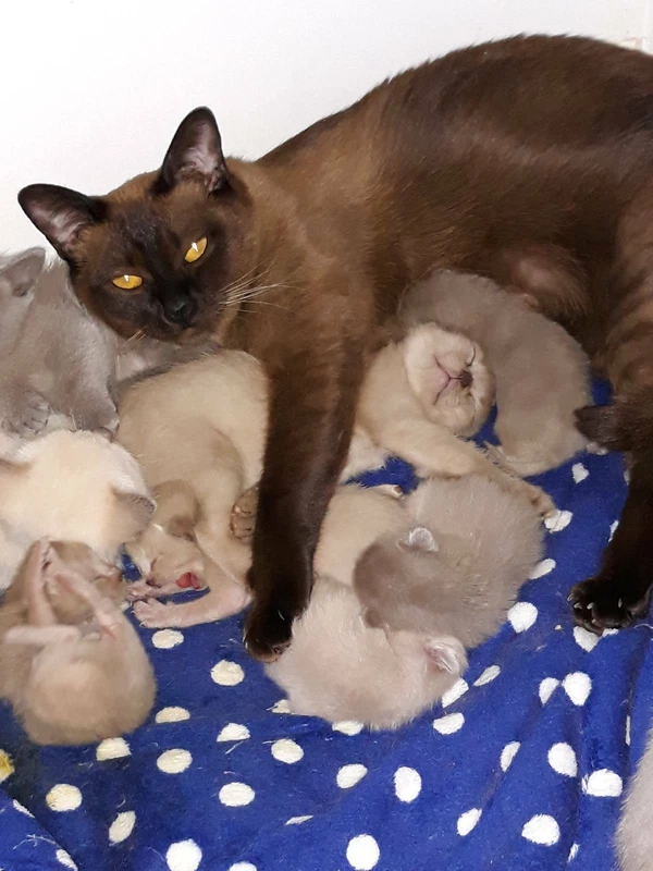 gumtree burmese kittens