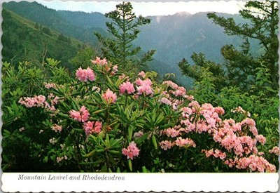 Great Smoky Mountains Tennessee Mountain Laurel Continental Postcard A352
