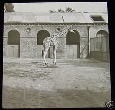 Glass Magic Lantern Slide GIRAFFE AT THE ZOO C1900  L74 