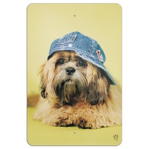 shih tzu hat