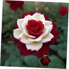 20pcs Rare Twin Red White Rose Flower Seeds for Planting - Captivating Garden