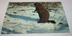 Postcard Animals Woodchuck Groundhog In Snow Winter Scene Wharton General Store — photo 1