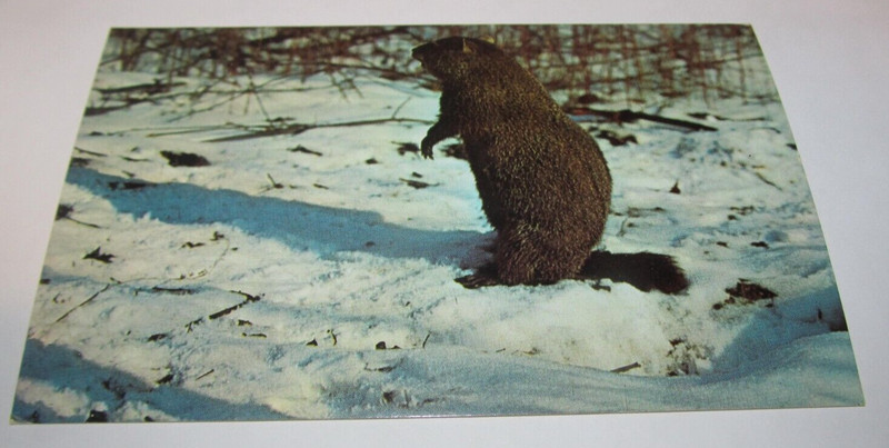 Postcard Animals Woodchuck Groundhog In Snow Winter Scene Wharton General Store
