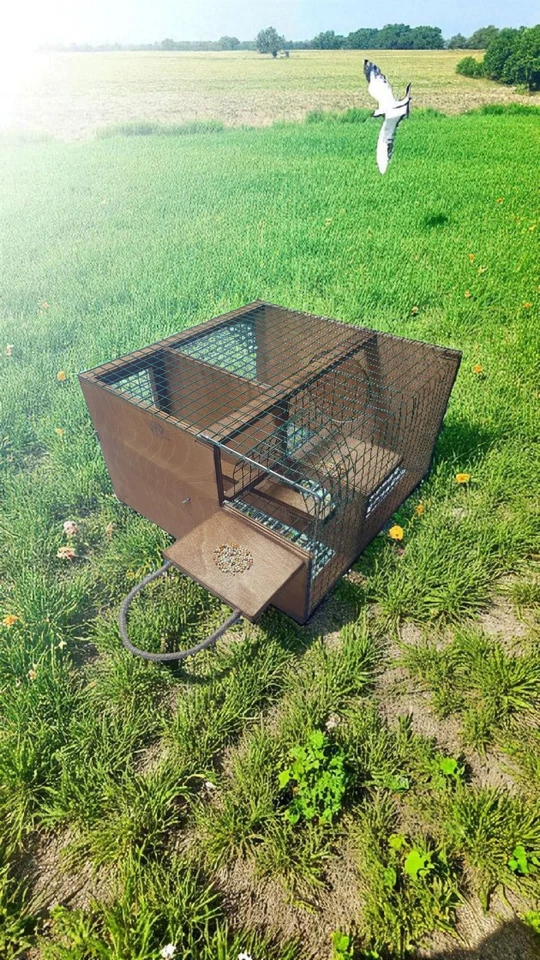 Original Wiederholungssperling Vogelfalle. Non Stop Aufzug Typ Falle Catch Live - Bild 2 von 4