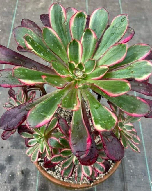 Aeonium Lina Variegated * Cutting with stem nice Succulent plant
Opens in a new window or tab