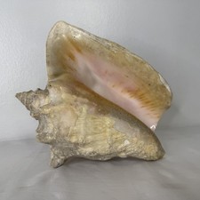 Large Queen Conch Sea Shell Pink Interior Natural Beach Coastal Decor Piece
