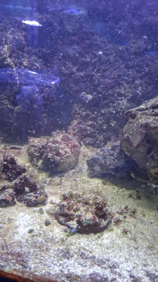 Lebendgestein Meerwasser, Riffgestein aus laufender Anlage super zum Einfahren - Bild 3 von 4