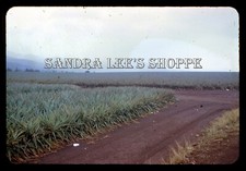 1962 Slide Dirt Roads Between Pineapple Fields Hawaii #7604