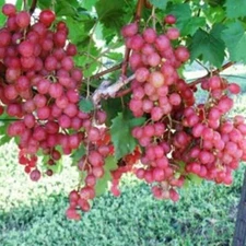 2 VICTORI Live Red Wine Grape Vine Plants - 1-2 yr Old - Ready for Planting