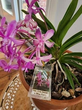 Vanda Lou Sneary X Blue Fairy-in bloom-Fragrant