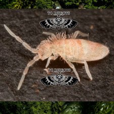 400 Pink Tropical Springtails Cleaner - Live Arrival- BioActive  FREE SHIPPING