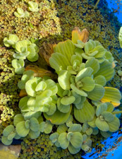 PISTIA STRATIOTES, FACILE GESTIONE, ACQUARIO, PESCI, SPEDIZIONE TRACCIATA