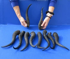 10 pc. lot of Real 9 to 12 inch Male South African Springbok Horns (S)