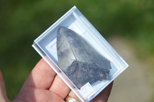 WOW, echter MEGALODON HAIZAHN in Vitrine! BEST VALUE MEG ZÄHNE! B42