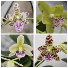 duft Orchidee Phalaenopsis Nagasaki x Sed. japonica /warm Versand